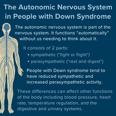 The autonomic nervous system in people with Down syndrome. The autonomic nervous system is part of the nervous system. It functions "automatically" without us needing to think about it. It consists of two parts - sympathetic (fight or flight) and parasympathetic (rest and digest). People with Down syndrome tend to have reduced sympathetic and increased parasympathetic activity. These differences can affect other functions of the body including blood pressure, heart rate, temperature regulation, and the digestive and urinary systems.
