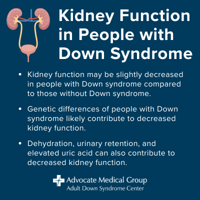 Kidney Function in People with Down Syndrome. Kidney function may be slightly decreased in people with Down syndrome compared to those without Down syndrome. Genetic differences of people with Down syndrome likely contribute to decreased kidney function. Dehydration, urinary retention, and elevated uric acid can also contribute to decreased kidney function.