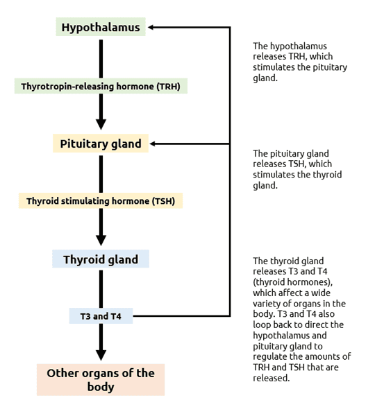endocrine_system